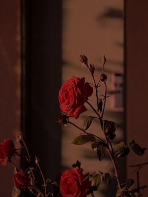 钓系恶女要选夫，满朝文武夜夜缠